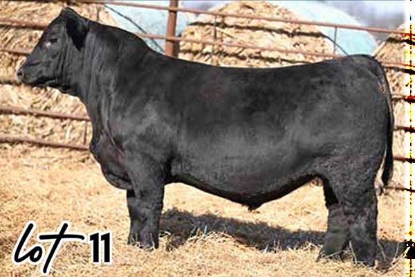 Lot 11