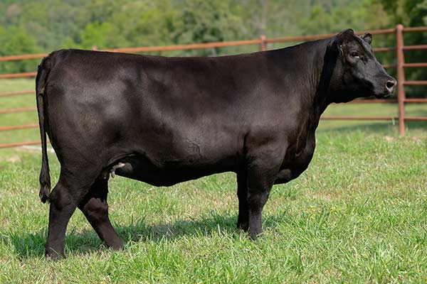 Lot 102