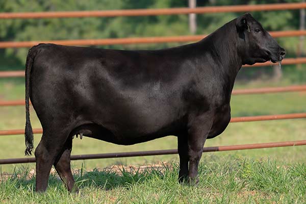 Lot 57