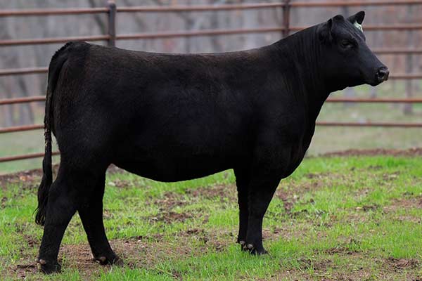 Lot 100