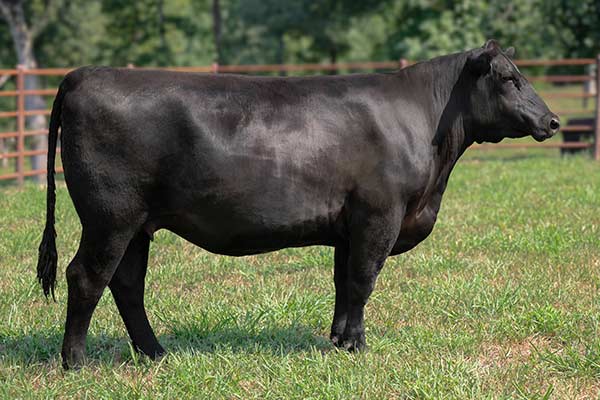 Lot 86