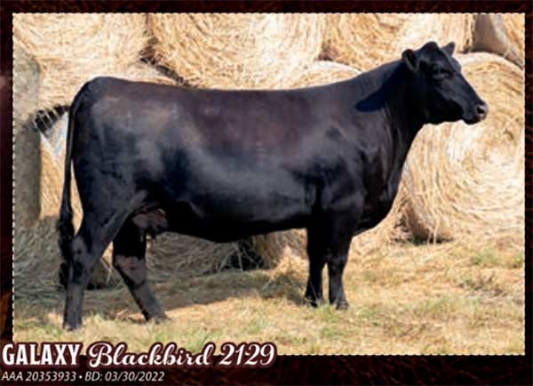 Lot 18 & A