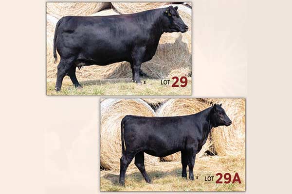 Lot 29 & A