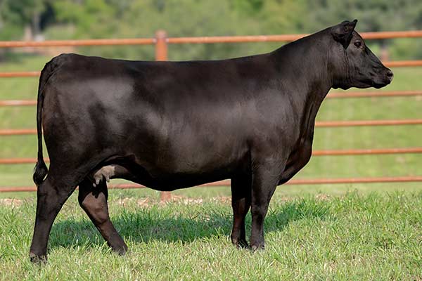 Lot 60 & A