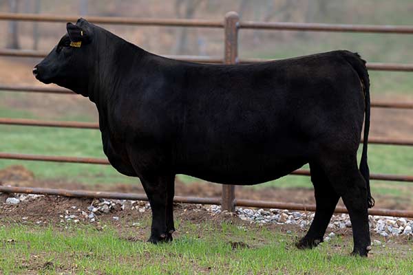 Lot 97